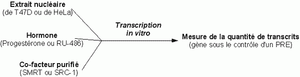 Expérience de transcription in vitro