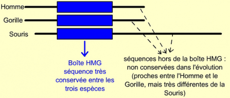 Comparaison de la structure de la protéine SRY chez trois Mammifères