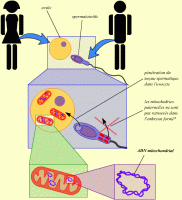 Transmission maternelle d’une information génétique par les mitochondries