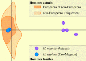 Représentation schématique des résultats de comparaison de séquences mitochondriales d'hommes fossiles et actuels