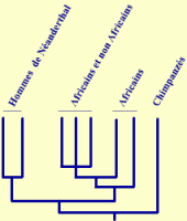 Relations de parenté entre Néandertaliens et hommes modernes