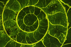 Fluorescence de la calcite d'une coquille d'ammonite