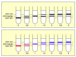 Position des différentes bandes au cours du temps Meselson et Stahl