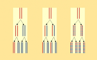 Trois modèles de réplication de l'ADN