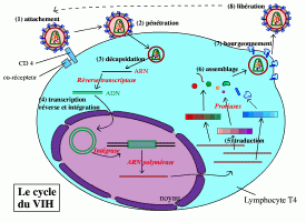 Le cycle du VIH en images