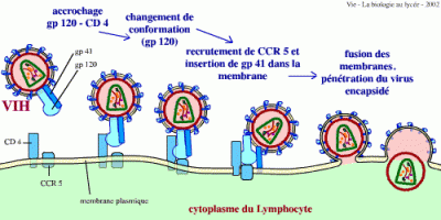 Les étapes de l'entrée du VIH dans le lymphocyte