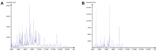 Exemples de spectres obtenus par MALDI-TOF