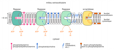 Flippases, floppases et scramblases réalisent des flip-flops de lipides membranaires