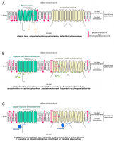 Flip-flops de la phosphatidylsérine dans les cellules animales