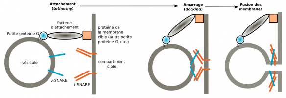 Étapes de la fusion d’une vésicule à une membrane cible