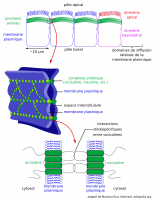 Les jonctions serrées restreignent la diffusion latérale dans la membrane plasmique des cellules épithéliales