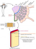 Les protéines CASP restreignent la diffusion latérale dans la membrane plasmique des cellules de l’endoderme racinaire