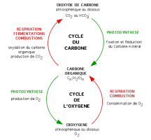 Cycle du carbone et cycle de l’oxygène