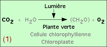 Équation bilan de la photosynthèse : équation (1)