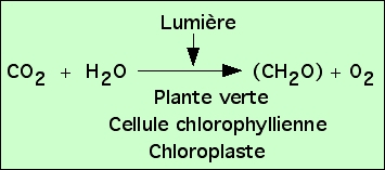 Equation bilan de la photosynthèse