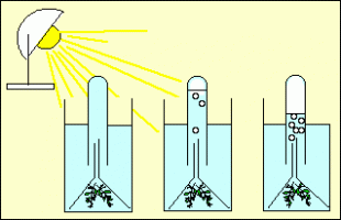 Expérience de dégagement de dioxygène par une élodée à la lumière