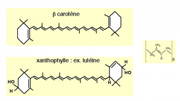 Formule de deux caroténoïdes