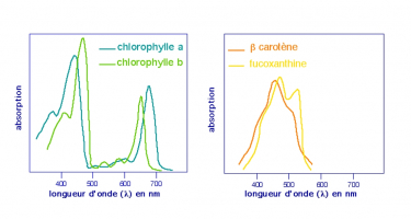 Spectres d’absorption des chlorophylles, du carotène et de la fucoxanthine