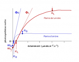 Courbes de saturation de la photosynthèse en fonction de la densité du flux de photons chez une plante de lumière et une plante d’ombre