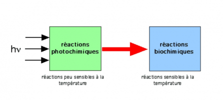 Réactions photochimiques et biochimiques de la photosynthèse