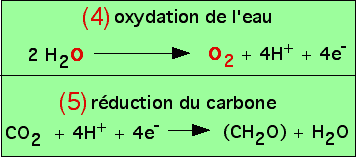 Équation bilan des deux groupes de réaction de la photosynthèse phase claire et phase sombre