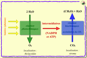 Représentation schématique statique de la séparation de la photosynthèse en deux groupes de réaction