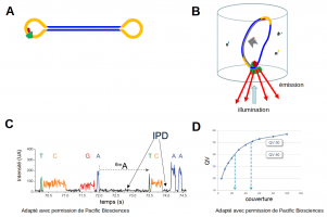 La technologie de séquençage single molecule real time (SMRT) de Pacific Biosciences (PacBio)