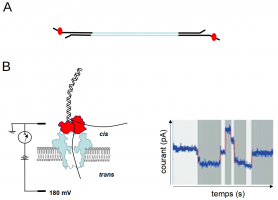 La technologie nanopore