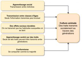 Les cinq critères permettant d'affirmer qu'un trait est transmis culturellement