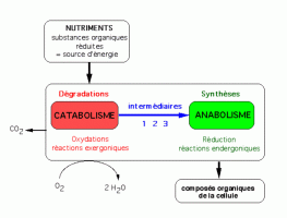 Schéma général du métabolisme d’une cellule hétérotrophe / chimiotrophe