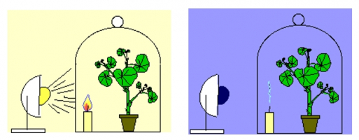 Expérience historique montrant que les plantes produisent du dioxygène à la lumière mais pas à l’obscurité