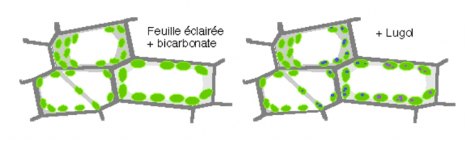 Observation microscopique d’une feuille cultivée à la lumière pendant 12 heures en présence d’hydrogénocarbonate à 1 %