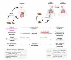 Modèle d’évolution par étapes ayant amené l’apparition de Yersinia pestis