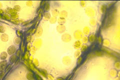 Observation des chloroplastes de l'Elodée au microscope photonique