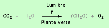 Bilan gazeux de la photosynthèse