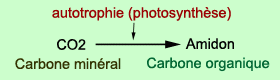 L’autotrophie au carbone