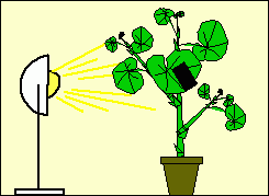 Synthèse de l’amidon par une feuille de pélargonium