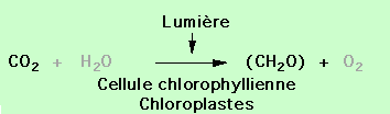 Bilan carbone de la photosynthèse