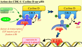 Mode d'action du complexe Cycline D / Cdk4 sur la protéine Rb