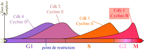 Abondance des complexes Cycline / Cdk au cours du cycle cellulaire