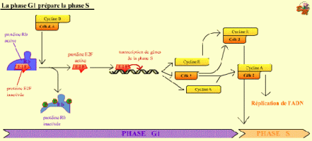 La phase G1 prépare la phase S Cycle cellulaire