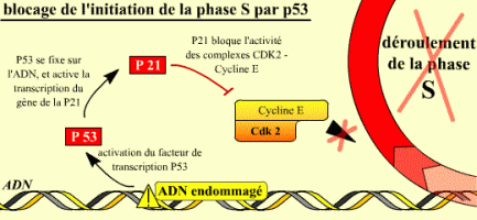 Blocage de l'initiation de la phase S par p53 et p21