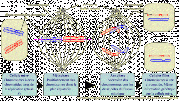 La transition métaphase / anaphase 