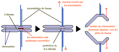 La séparation des chromosomes