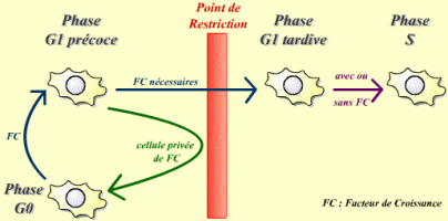 Le passage du point de restriction nécessite la présence de facteurs de croissance
