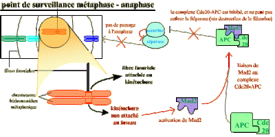 Le point de contrôle de l'attachement correct des chromosomes au fuseau