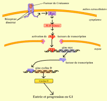 La voie Ras - MAPKinase