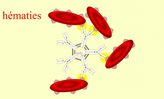 Agglutination des hématies par les anticorps