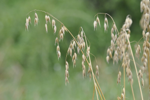 Avoine - Avena sativa