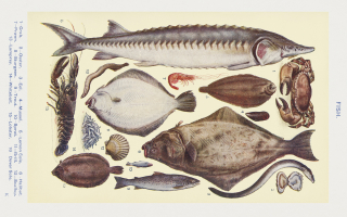 Des « poissons » selon Le livre d'économie domestique par Mrs Beeton